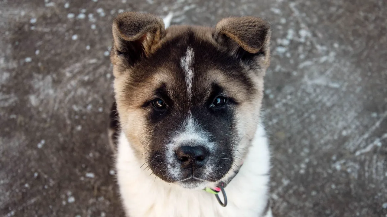 İnsana bakan sevimli köpek yavrusu