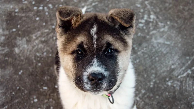 İnsana bakan sevimli köpek yavrusu